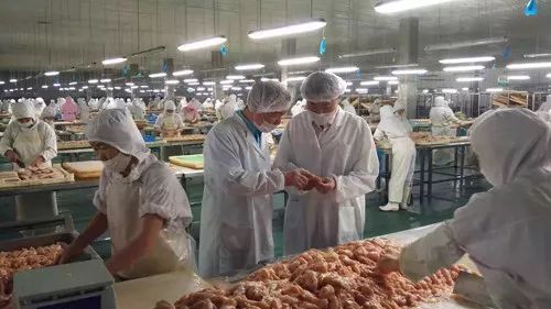 圣寵廠家 為何99%的寵物信賴他們的產品？